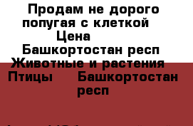 Продам не дорого попугая с клеткой. › Цена ­ 850 - Башкортостан респ. Животные и растения » Птицы   . Башкортостан респ.